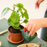 A child's hand reaches out to water a small green plant in a brown pot and saucer